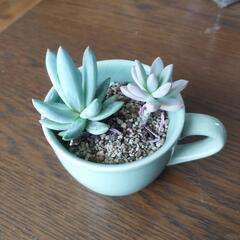 多肉植物 オパリナの画像