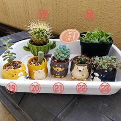 多肉植物など(鉢）