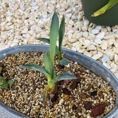 アガベアメリカーナ　子株　小サイズの画像