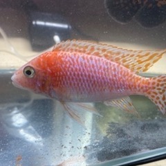 熱帯魚  シクリッド