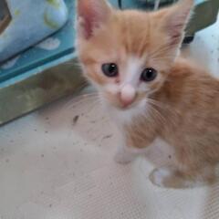 初めて投稿しました。生後6ヶ月の猫ちゃんを体調悪化のため手離さな...