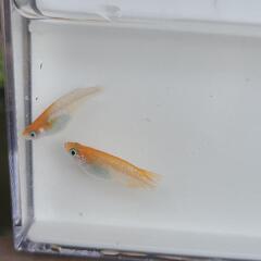 メダカ紅白ラメ5匹セットの画像