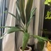 ランキングキーワードに紐づく投稿画像-観葉植物