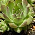 ランキングキーワードに紐づく投稿画像-多肉植物