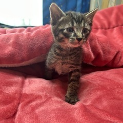 【決まりました】3月30日生まれの子猫(もぐ) - 宮城郡