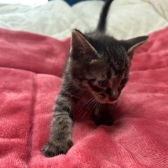 3月30日生まれの子猫(もぐ)