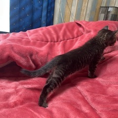 【決まりました】3月30日生まれの子猫(もぐ) - 猫