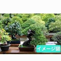 盆栽　いろいろの画像