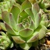 ランキングキーワードに紐づく投稿画像-多肉植物