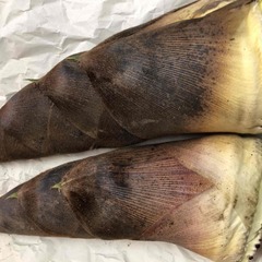 新鮮　タケノコ　大きいサイズ２本　計2.8kg　その１