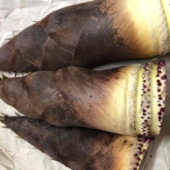新鮮 タケノコ 大きいサイズ3本 計3.1kg その2