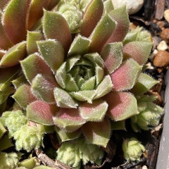 センペルビウム　子株付き