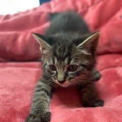 3月30日生まれの子猫(まる)