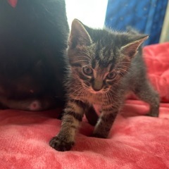 【決まりました】3月30日生まれの子猫(まる) - 猫