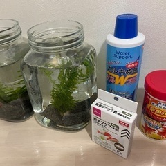 金魚鉢　水草、石、餌、カルキ抜き　セット