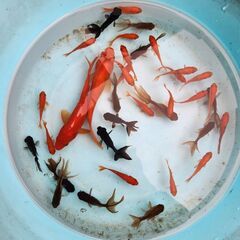 金魚お譲りします！読んでください。↓