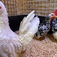 碁石チャボ♂ 一羽　♀二羽　写真追加