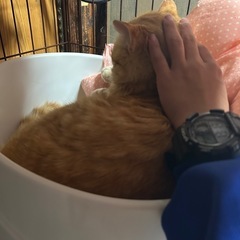 約2歳の男の子(とらまる) − 宮城県