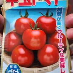 🍅中玉トマトの苗🍅の画像
