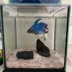 人馴れベタ 3匹セットの画像