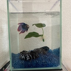 人馴れベタ 3匹セットの画像