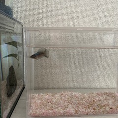 人馴れベタ 3匹セットの画像