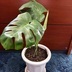 ランキングキーワードに紐づく投稿画像-観葉植物