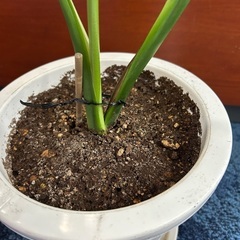 【観葉植物】モンステラの画像