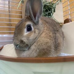 ★里親様✨募集致します★まぐろちゃん※5/11(日)澄川シェルタ...