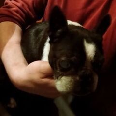 かわいいお利口さん。新しいご家族を急募です。