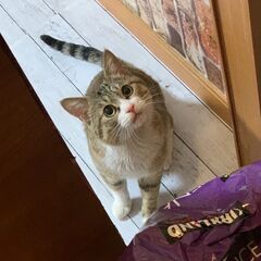 猫　6歳ぐらい　メス(他県でも輸送できます)