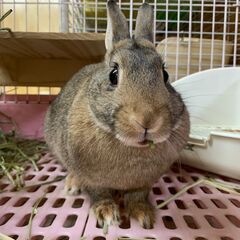 ★里親様✨募集致します★ナスカちゃん※9/21(日)澄川シェルター譲渡会に参加します - その他