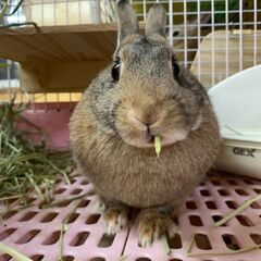 ★里親様✨募集致します★ナスカちゃん※5/11(日)澄川シェルタ...
