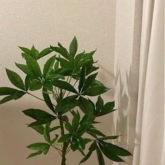 ニトリ　フェイクグリーン　パキラ　観葉植物