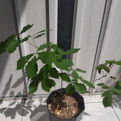 コナラ 山野草 観葉植物