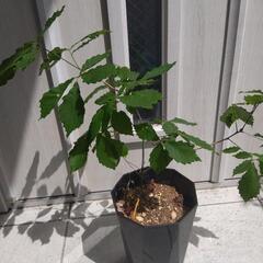 コナラ 山野草 観葉植物の画像