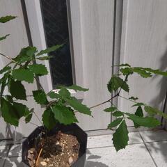 コナラ 山野草 観葉植物の画像