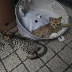 (また子猫産みました)野良猫  屋内8匹　野外複数匹 助け…