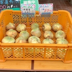堺市産　新玉ねぎ　L特大サイズ　1個50円