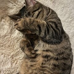 ★里親様✨募集致します★けんちゃん - 猫