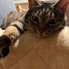 ★里親様✨募集致します★けんちゃん※5/11(日)澄川シェルター...
