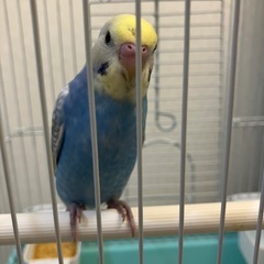 セキセイインコ1羽