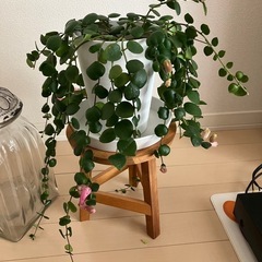 ②観葉植物　エスキナンサス タイピンク の画像