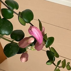 ②観葉植物　エスキナンサス タイピンク の画像