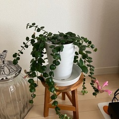 ②観葉植物　エスキナンサス タイピンク 
