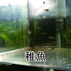 《グッピー》キングコブラ　グッピー　稚魚15匹＋ｵﾏｹの画像