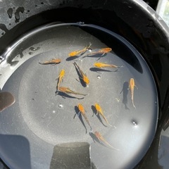メダカ　竜章鳳姿の画像