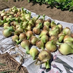 春の野菜（6）