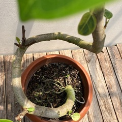 観葉植物　アルテシマ　曲がりの画像