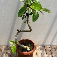観葉植物　アルテシマ　曲がり